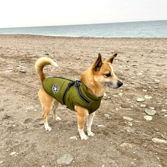 Waterproof Dog Coat with Built-in Harness – Warm, Weather-Resistant Dog Jacket for All Breeds-3