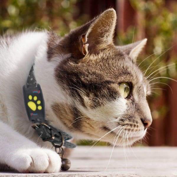 Trackcat - Real-Time GPS Cat Tracker Collar with Reliable Satellite Tracking-2