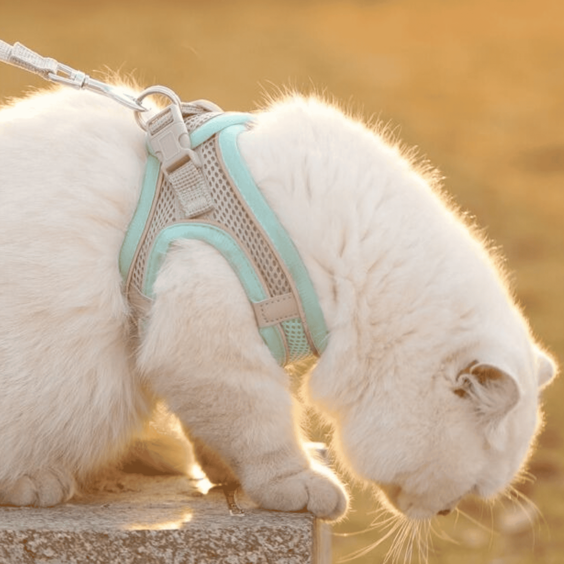 Adjustable Cat Shirt – Breathable Mesh Safety Design for Outdoor Adventures, Escape-Resistant and Fully Adjustable Fit-2