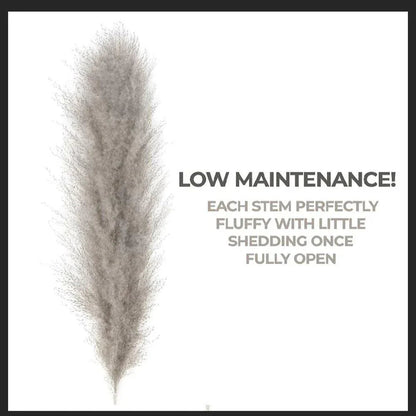 PampasElegance | Stylish Natural Dried Flower Bouquet for Home Décor 5