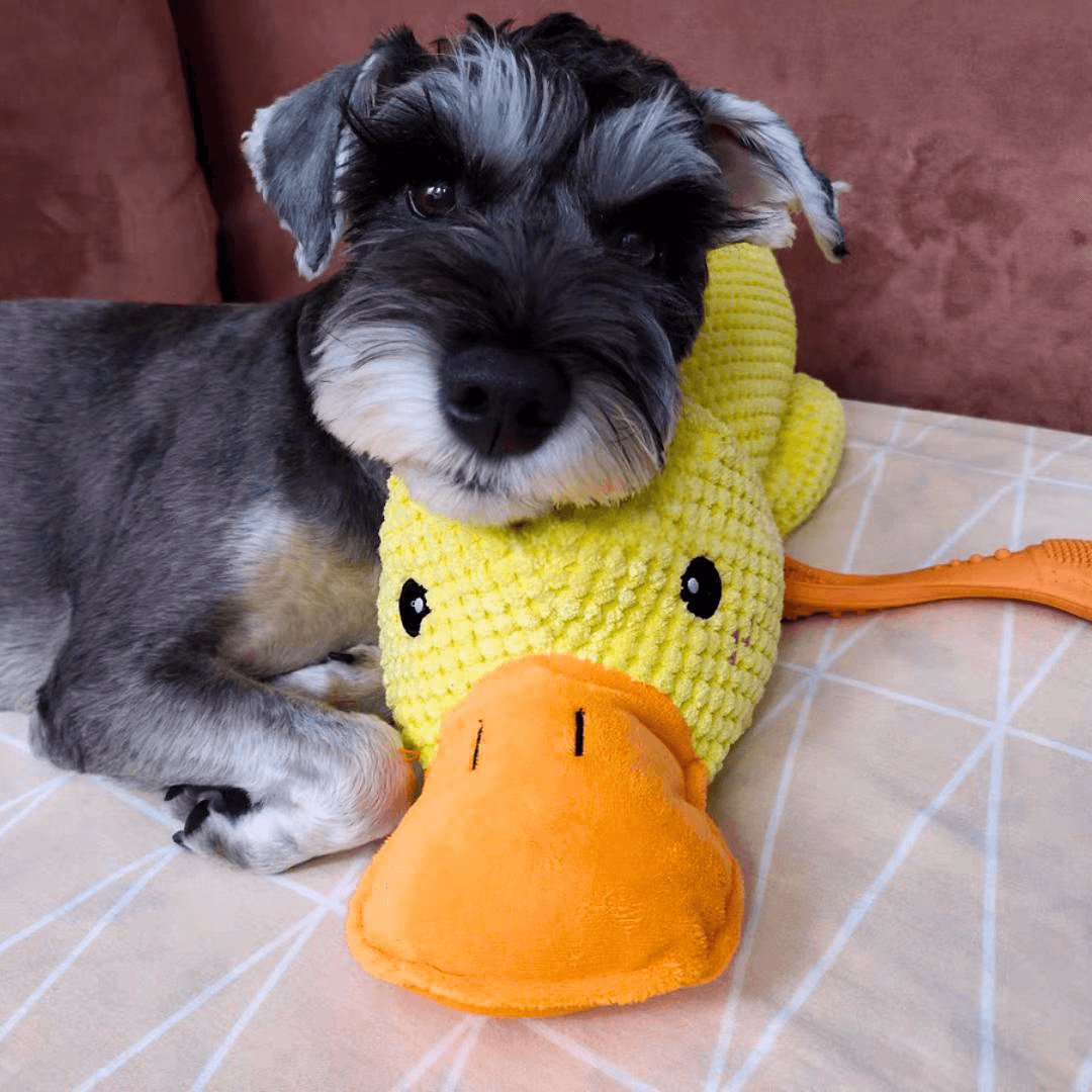 QuackMate | Interactive Plush Duck Dog Toy with Quacking Sound 5