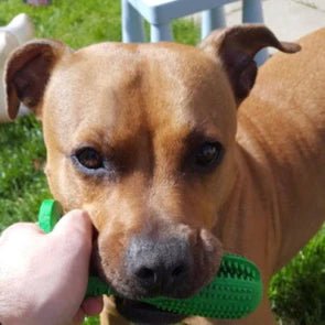 Durable Dog Toothbrush Toy – Tough Natural Rubber Chew Toy for Dental Health and Fresh Breath-2